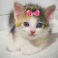 Mel 