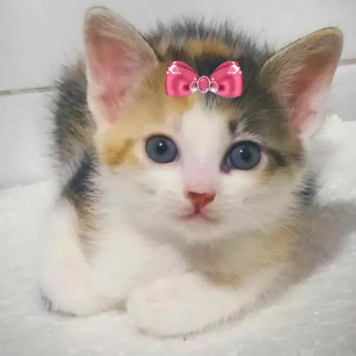 Gato ra a Mestiça  idade 2 a 6 meses nome Mel 