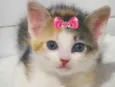 Mel 