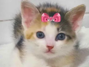 Gato raça Mestiça  idade 2 a 6 meses nome Mel 