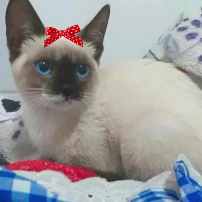 Gato ra a Siamesa  idade 2 a 6 meses nome Sofia 