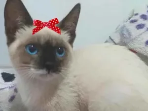 Gato raça Siamesa  idade 2 a 6 meses nome Sofia 