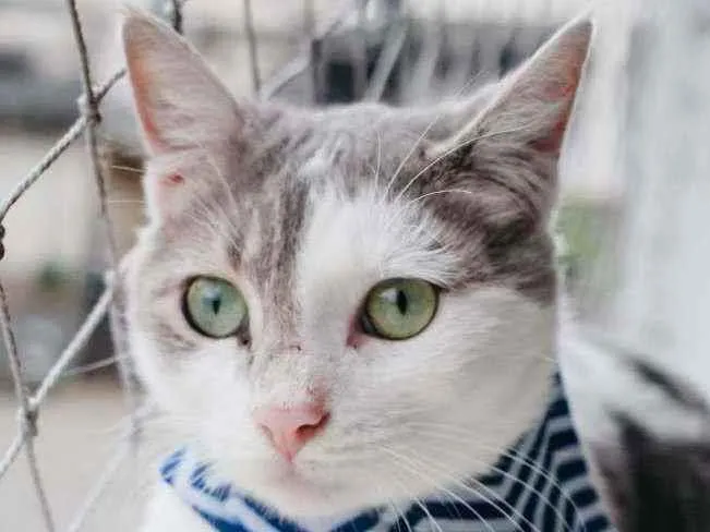 Gato ra a SRD idade 7 a 11 meses nome Erick