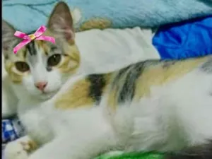 Gato raça Mestiça  idade 2 a 6 meses nome Sandy 