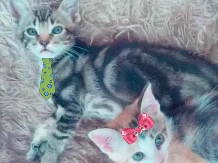 Gato ra a Mesticos  idade 2 a 6 meses nome Beto e Bia 