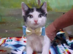Gato raça Srd idade 2 a 6 meses nome Gatinhos 