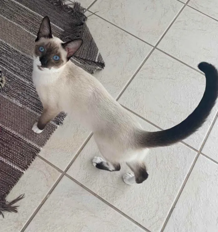 Gato ra a Sem raça definida  idade 2 a 6 meses nome Lia 