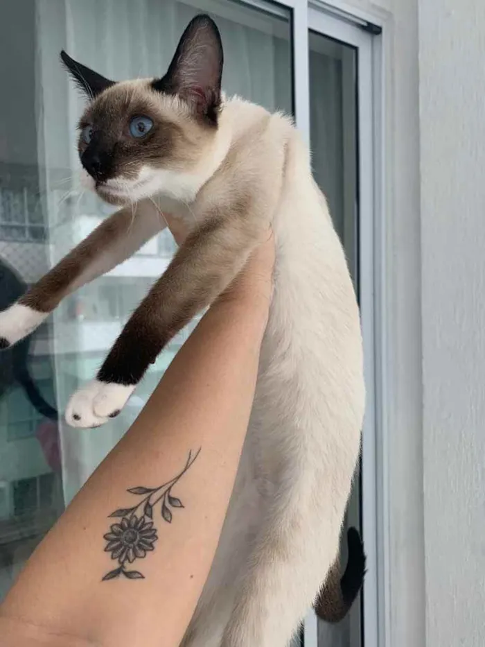 Gato ra a Sem raça definida  idade 2 a 6 meses nome Lia 