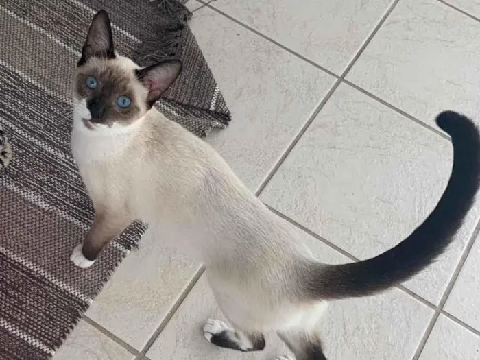 Gato ra a Sem raça definida  idade 2 a 6 meses nome Lia 