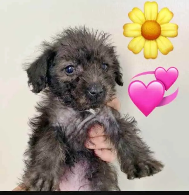 Cachorro raça SRD idade 2 a 6 meses nome MABEL