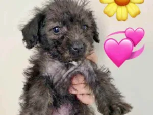 Cachorro raça SRD idade 2 a 6 meses nome MABEL
