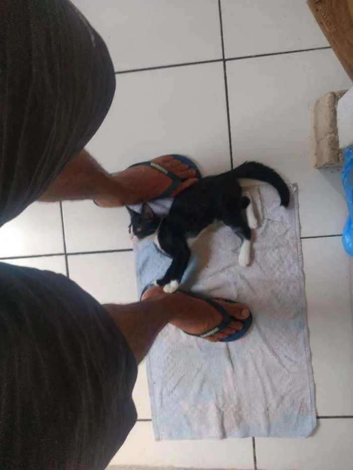 Gato raça Frajolinha idade 2 a 6 meses nome Shanti