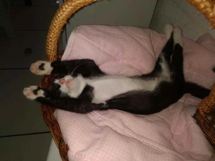 Gato raça Frajolinha idade 2 a 6 meses nome Shanti