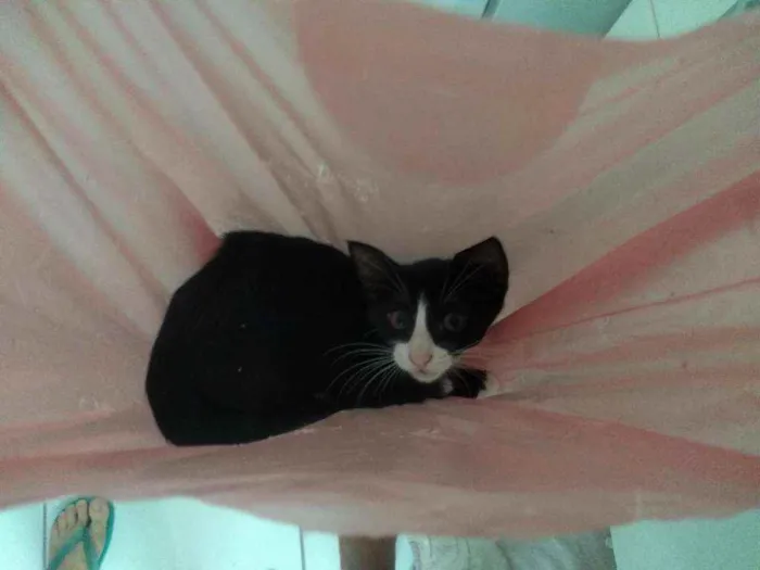 Gato raça Frajolinha idade 2 a 6 meses nome Shanti