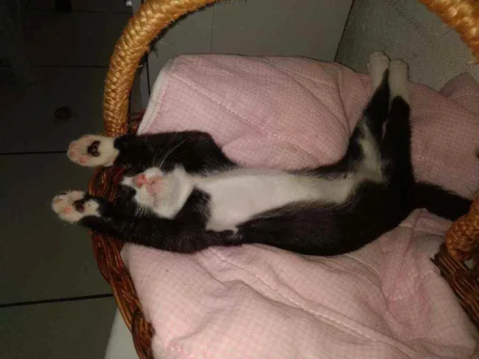 Gato raça Frajolinha idade 2 a 6 meses nome Shanti