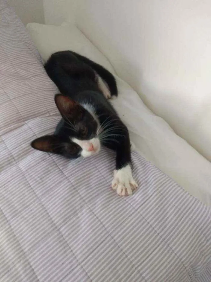 Gato raça Frajolinha idade 2 a 6 meses nome Shanti