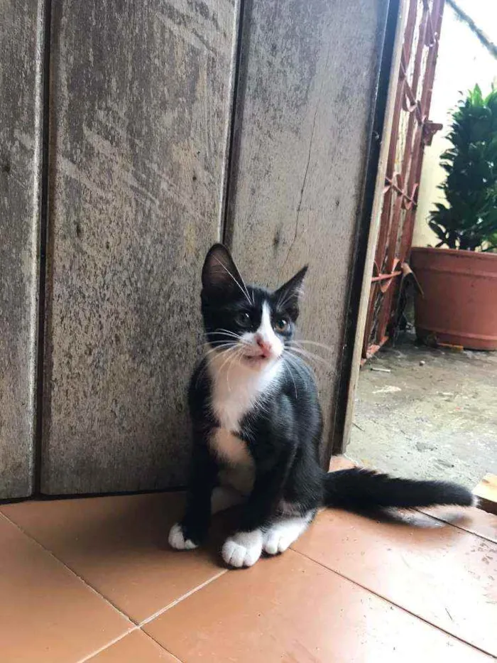 Gato raça Frajolinha idade 2 a 6 meses nome Shanti