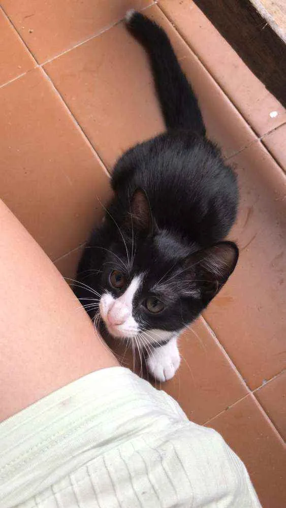 Gato raça Frajolinha idade 2 a 6 meses nome Shanti