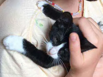 Gato raça Frajolinha idade 2 a 6 meses nome Shanti