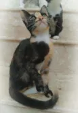 Esther