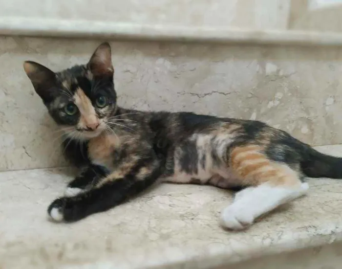 Gato ra a srd idade 2 a 6 meses nome Esther