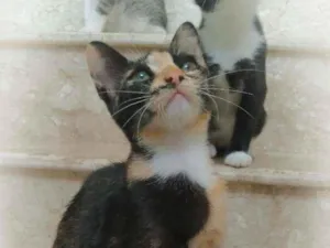 Gato raça srd idade 2 a 6 meses nome Esther