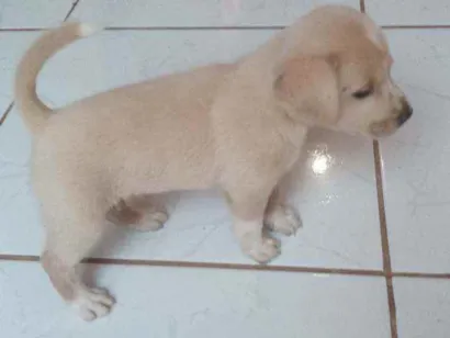 Cachorro raça Indefinida idade Abaixo de 2 meses nome Branquinha