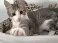 Gary