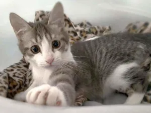 Gato raça srd idade 2 a 6 meses nome Gary