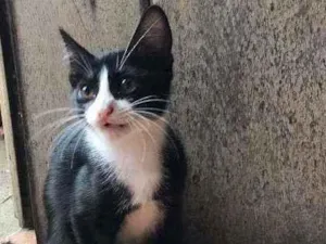 Gato raça Frajolinha idade 2 a 6 meses nome Shanti