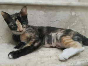 Gato raça srd idade 2 a 6 meses nome Esther