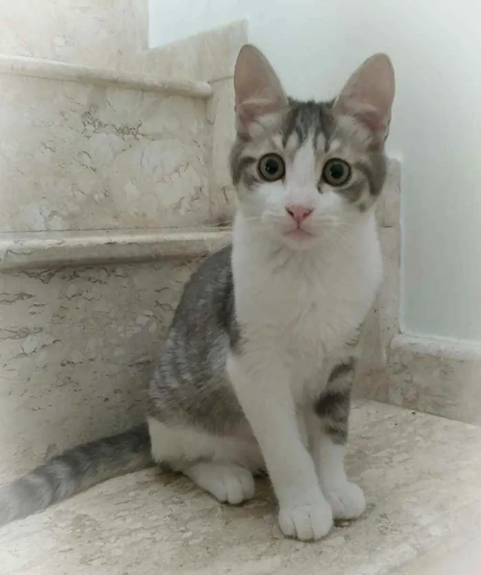 Gato ra a srd idade 2 a 6 meses nome Gary