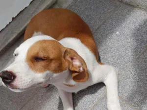 Cachorro raça Não sei idade 2 a 6 meses nome Bobi