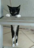 Tatinha