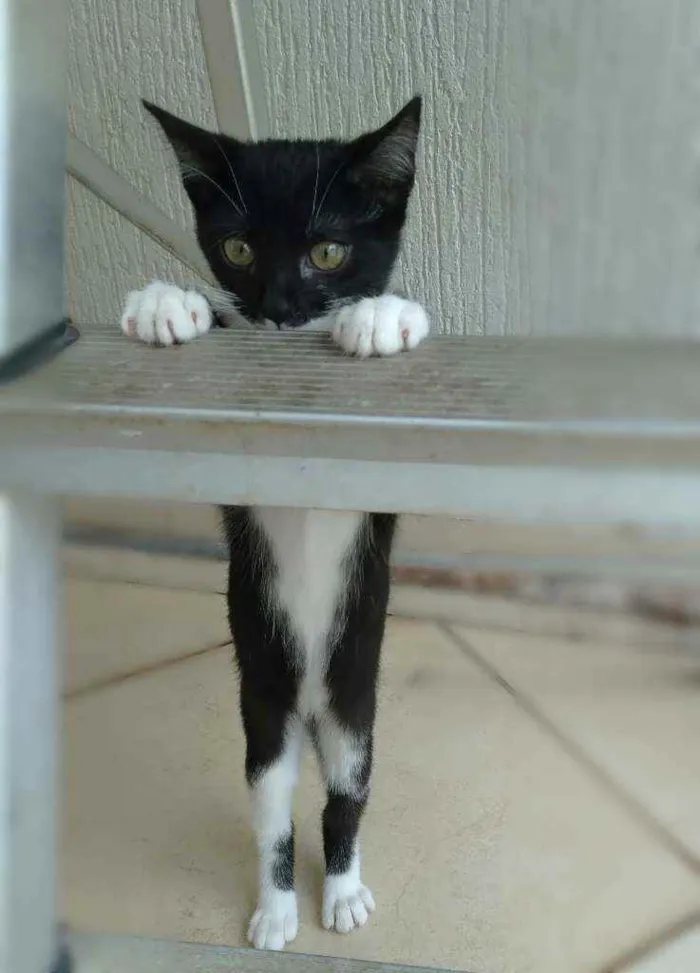 Gato ra a srd idade 2 a 6 meses nome Tatinha