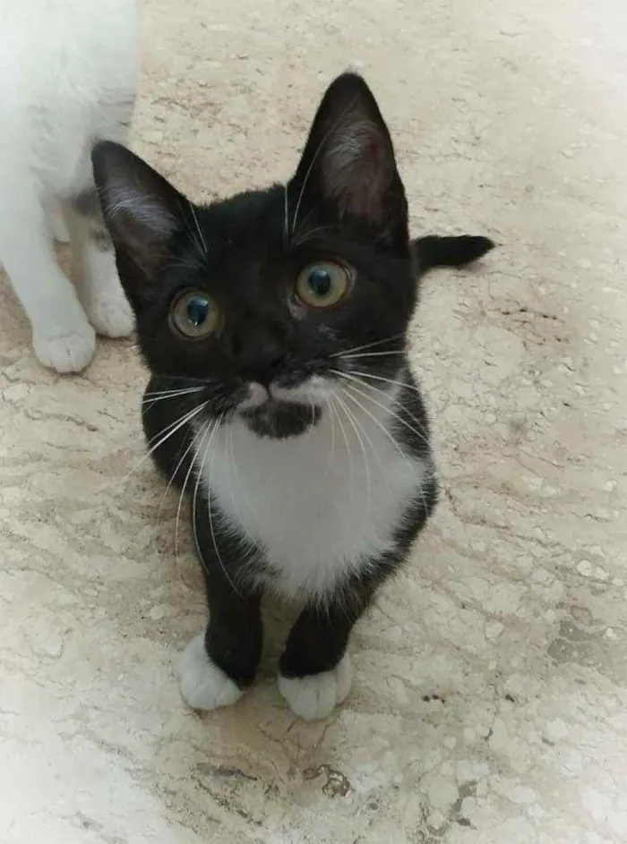 Gato ra a srd idade 2 a 6 meses nome Tatinha
