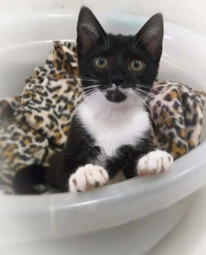 Gato ra a srd idade 2 a 6 meses nome Tatinha