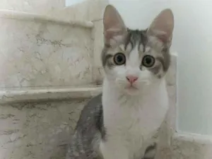 Gato raça srd idade 2 a 6 meses nome Gary