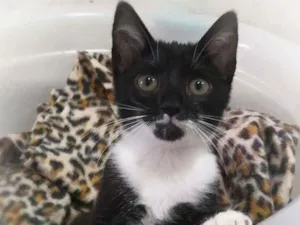 Gato raça srd idade 2 a 6 meses nome Tatinha