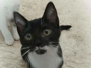 Gato raça srd idade 2 a 6 meses nome Tatinha