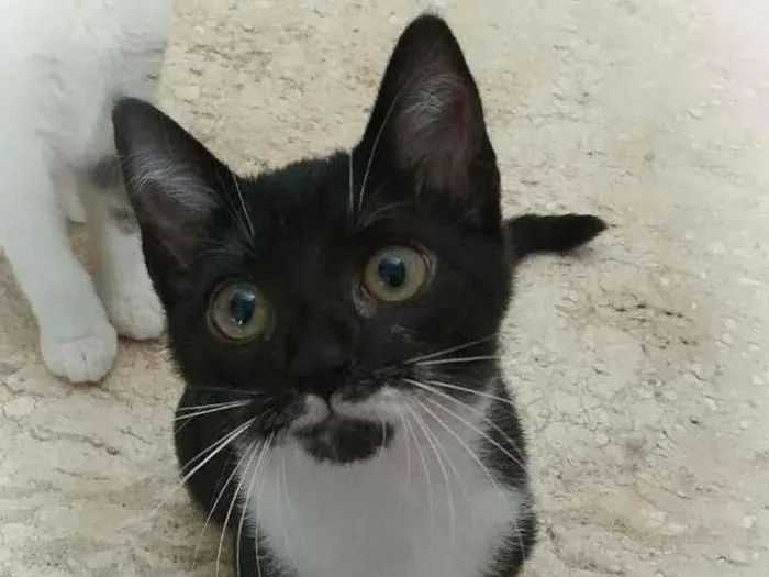 Gato ra a srd idade 2 a 6 meses nome Tatinha