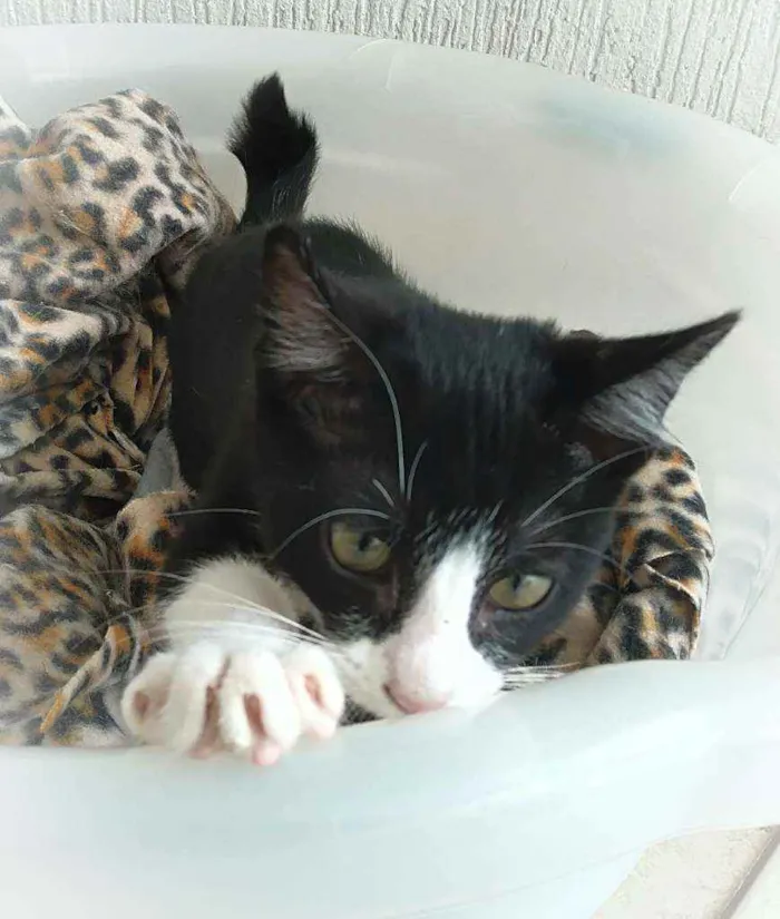 Gato ra a srd idade 2 a 6 meses nome Janjão