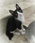 Janjão