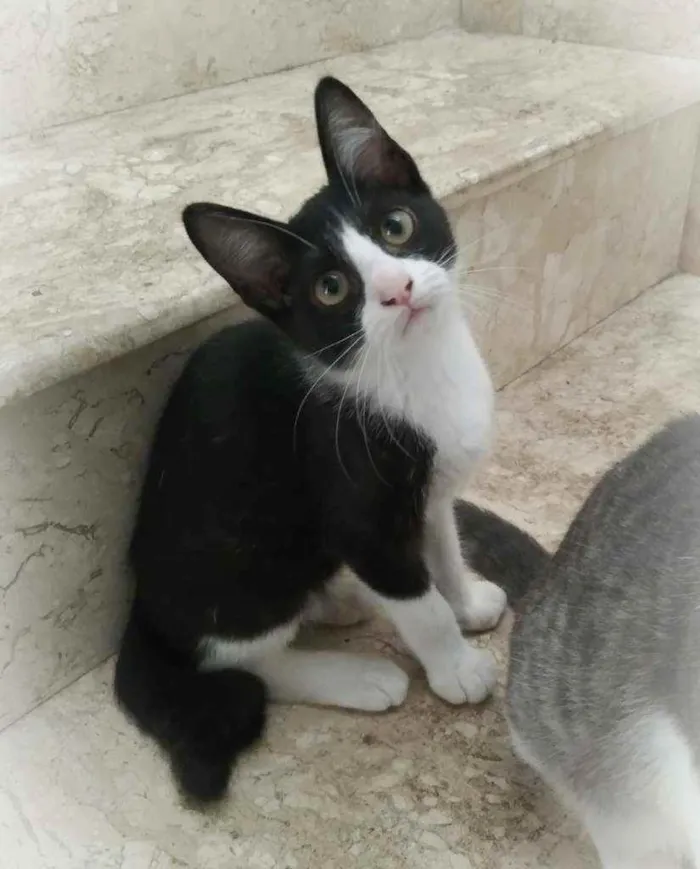Gato ra a srd idade 2 a 6 meses nome Janjão