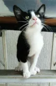 Janjão