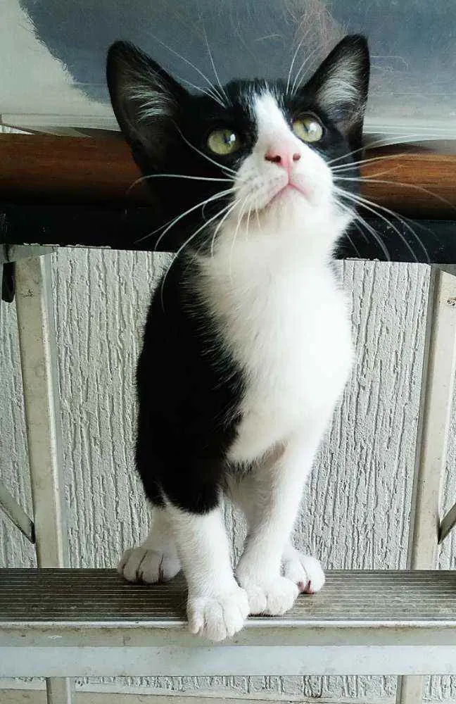 Gato ra a srd idade 2 a 6 meses nome Janjão