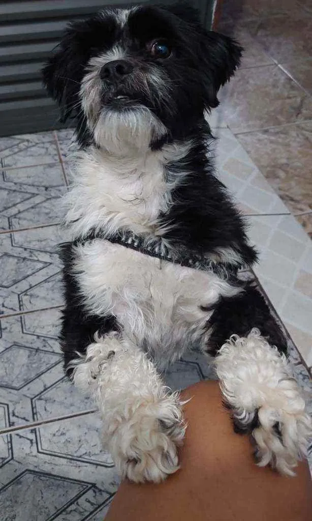 Cachorro raça Shitzu idade 2 anos nome Lipe
