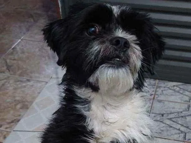 Cachorro raça Shitzu idade 2 anos nome Lipe