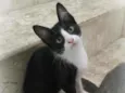 Janjão