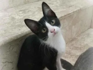 Gato raça srd idade 2 a 6 meses nome Janjão